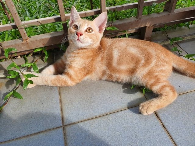 Tiger &amp; Oreo - American Shorthair + Domestic Short Hair Cat