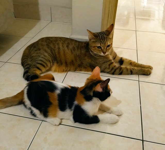 The Caribbean Girls - Domestic Long Hair Cat