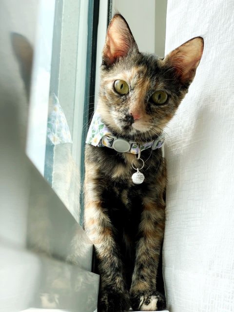 Orchid - Domestic Short Hair Cat