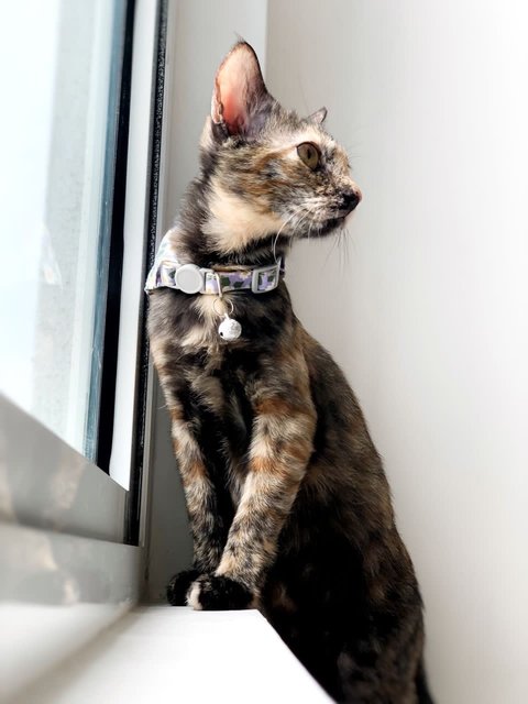 Orchid - Domestic Short Hair Cat