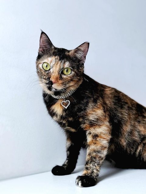 Orchid - Domestic Short Hair Cat