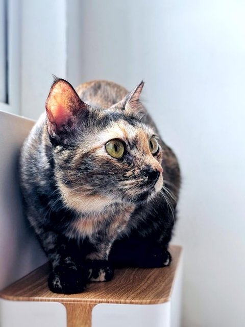 Orchid - Domestic Short Hair Cat