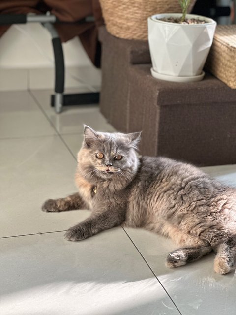 Cleo / Grande &amp; Charlotte / Venti - Persian Cat