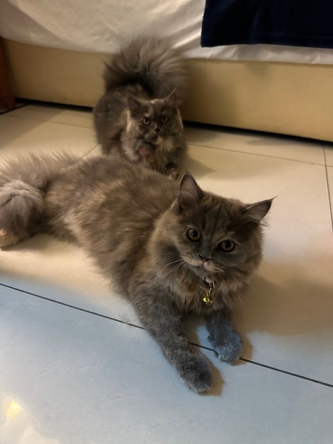 Cleo / Grande &amp; Charlotte / Venti - Persian Cat