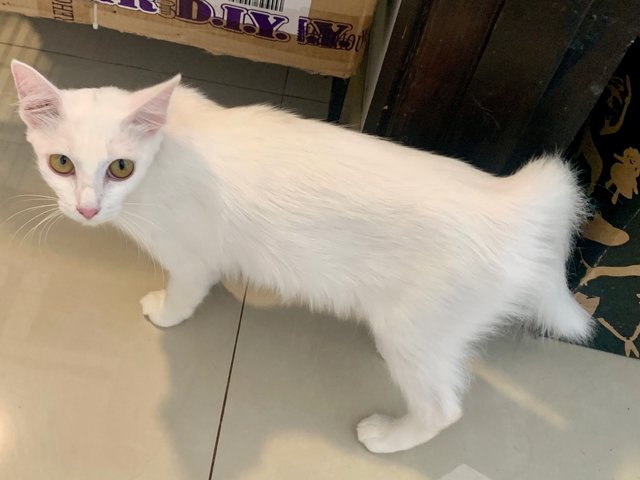 Nayo  - Domestic Long Hair Cat