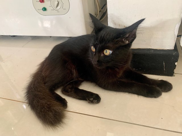 Bibo The Beautiful - Domestic Medium Hair Cat