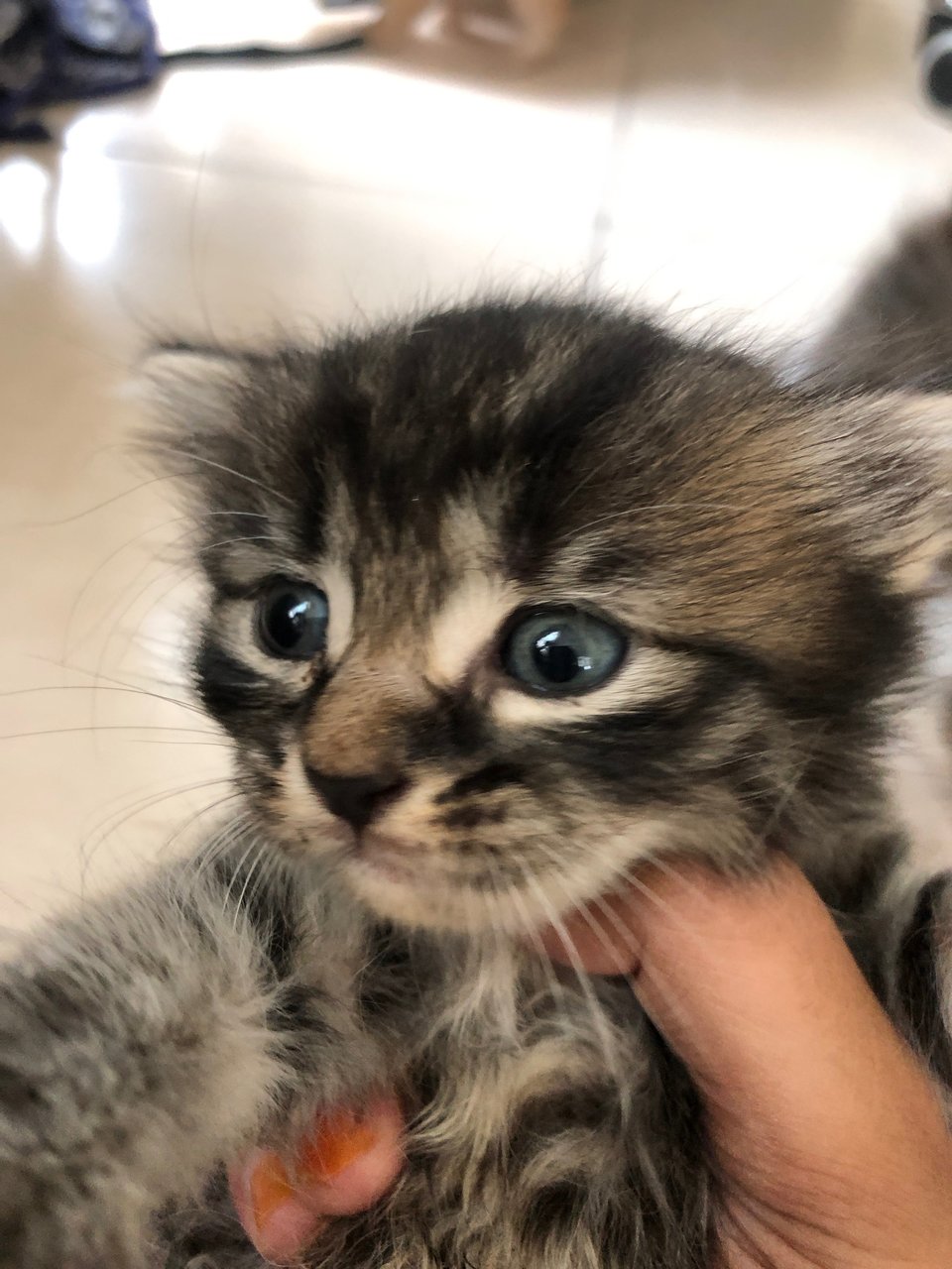 Racoon - British Shorthair + Domestic Short Hair Cat