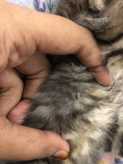 Racoon - British Shorthair + Domestic Short Hair Cat