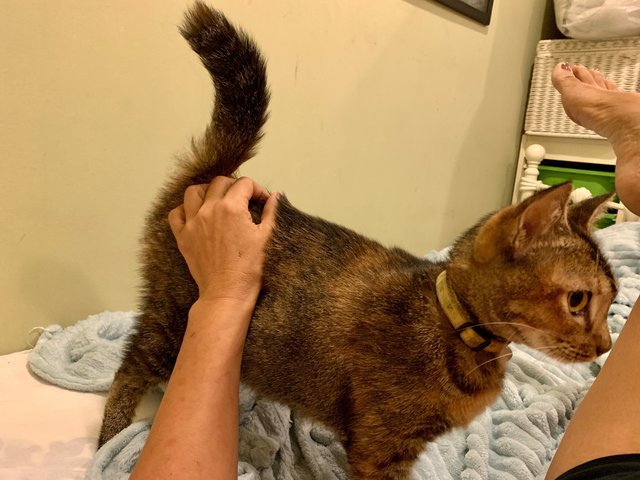 Kirei  - Domestic Short Hair Cat