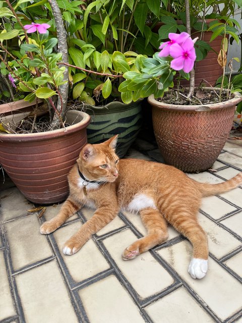 Haribo - Domestic Short Hair Cat