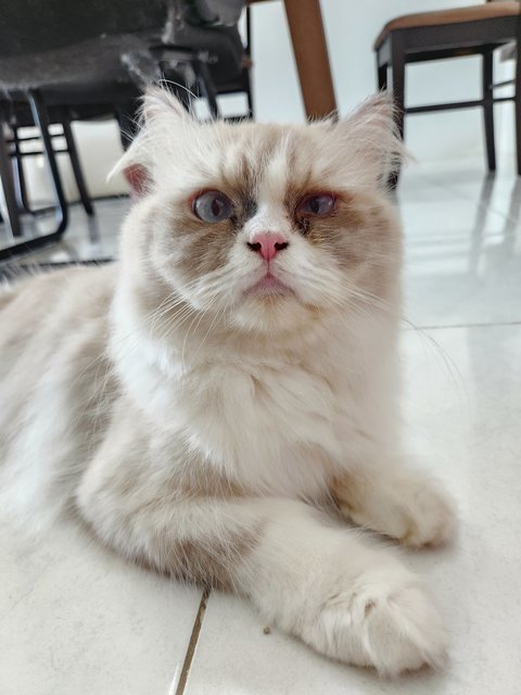 Marvel *booked* - Ragdoll + Persian Cat