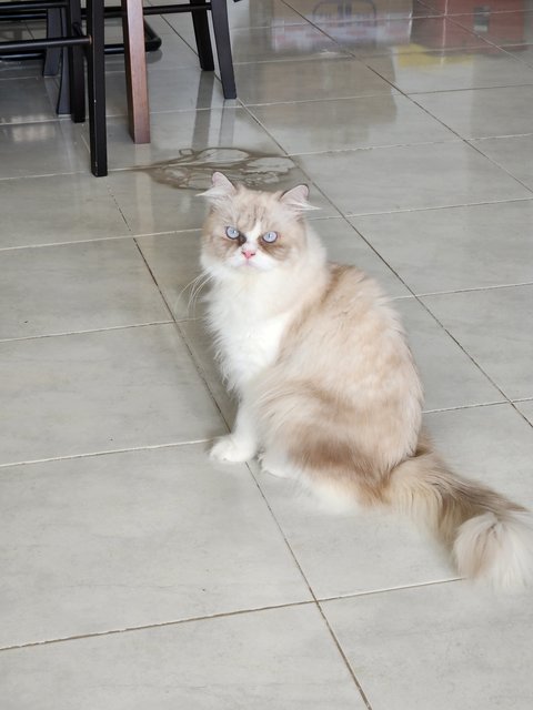 Marvel *booked* - Ragdoll + Persian Cat