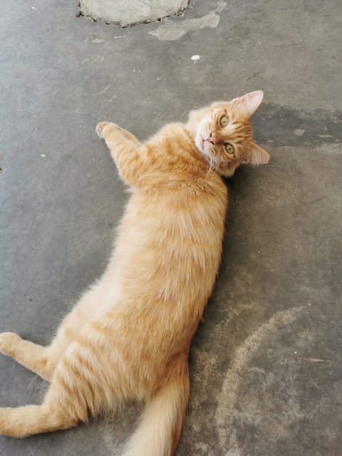 Mr. Spaghetti  - Domestic Medium Hair Cat