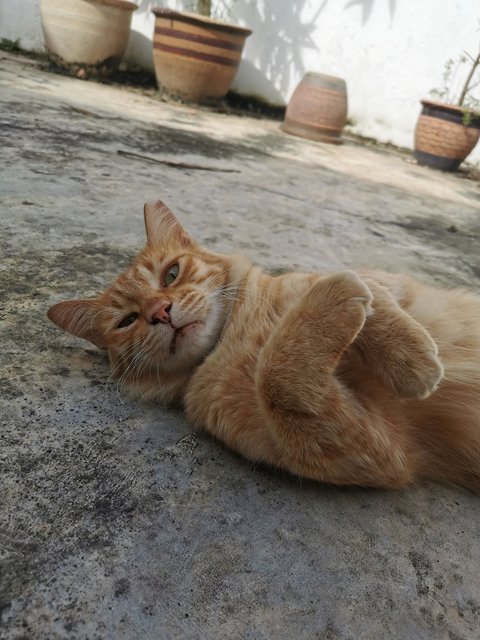 Mr. Spaghetti  - Domestic Medium Hair Cat