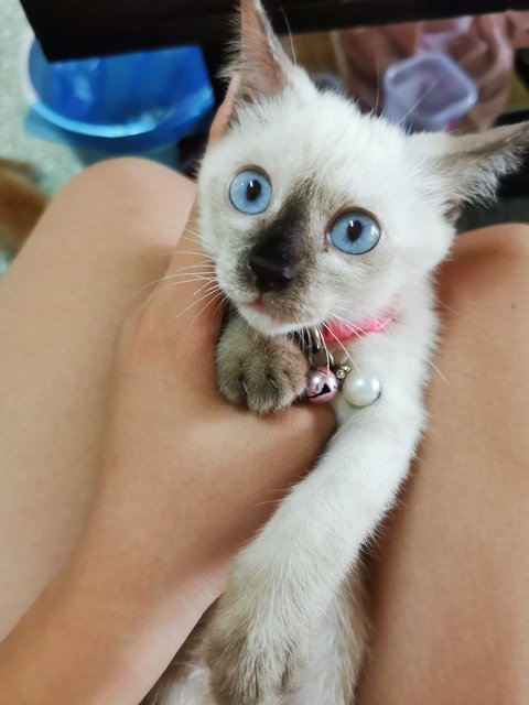 Ploppy - Siamese Cat