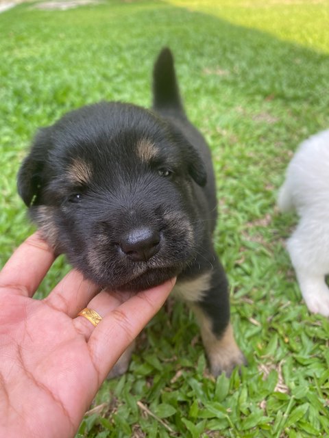 Coffee - Mixed Breed Dog