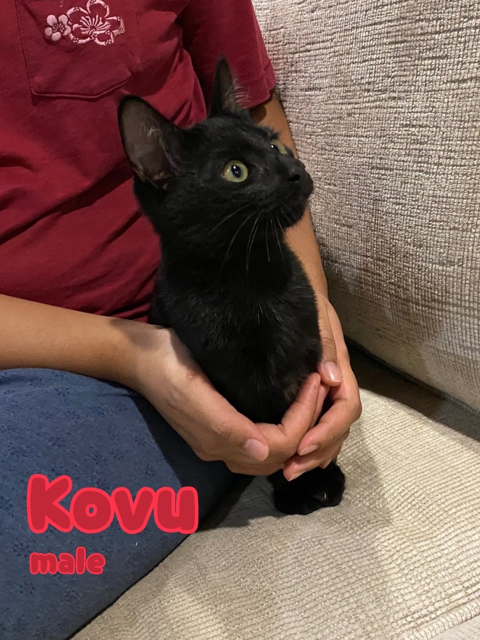 Kovu 🐈‍⬛ - Domestic Short Hair Cat