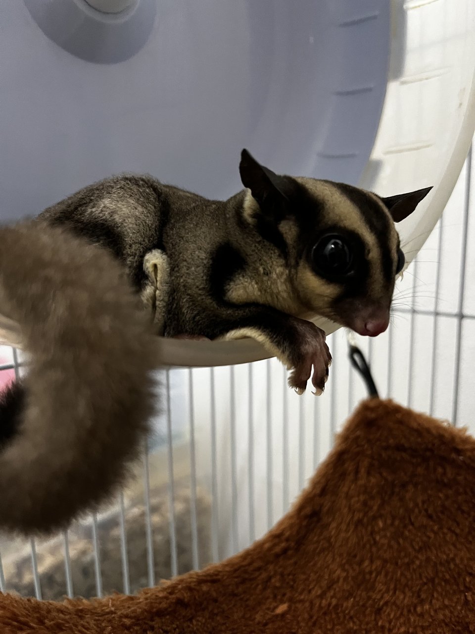 Boba Fett - Sugar Glider Small & Furry