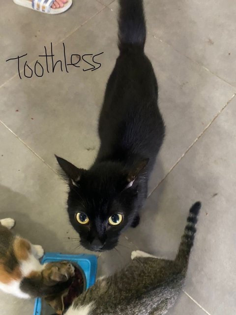 Tokyo, Cleo &amp; Toothless (Family 👨‍👩‍👧) - Persian + Tabby Cat