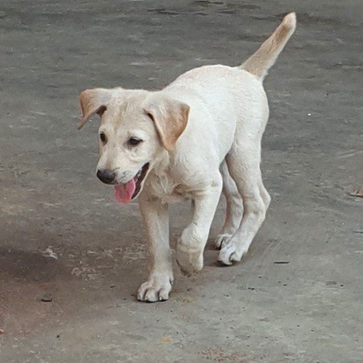 Girl A - Mixed Breed Dog