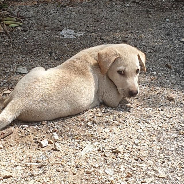 Girl A - Mixed Breed Dog