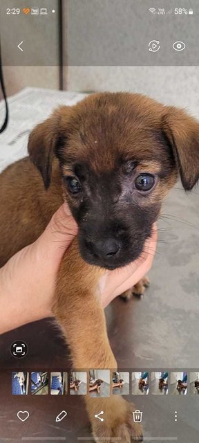 Puppies (First Vaccine Done) - Mixed Breed Dog