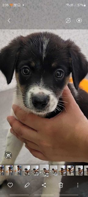 Puppies (First Vaccine Done) - Mixed Breed Dog