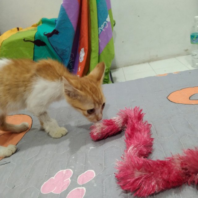 Baby - Domestic Short Hair Cat