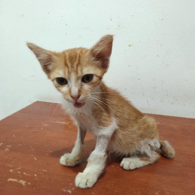 Baby - Domestic Short Hair Cat