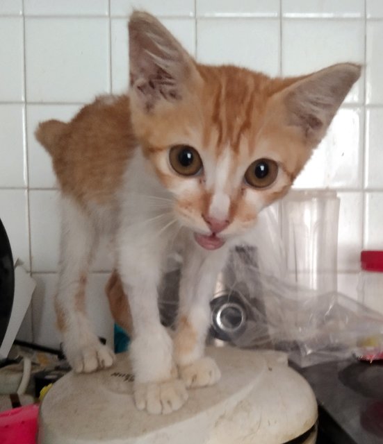 Baby - Domestic Short Hair Cat