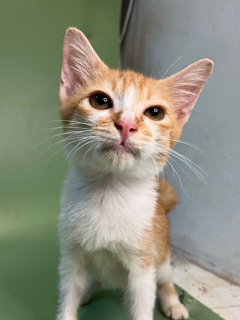 Baby - Domestic Short Hair Cat