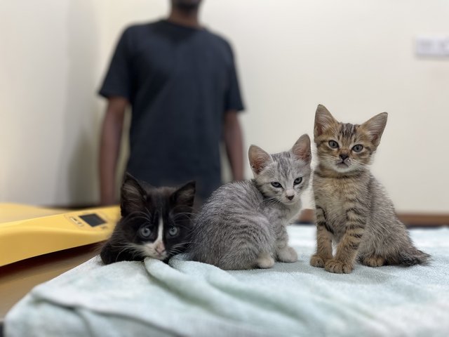 L-R: Ebony (adopted), Ivory (adopted), Stevie