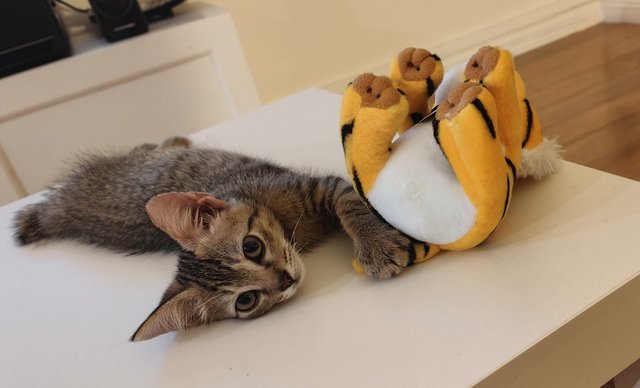 Stevie & her stuffed tiger 