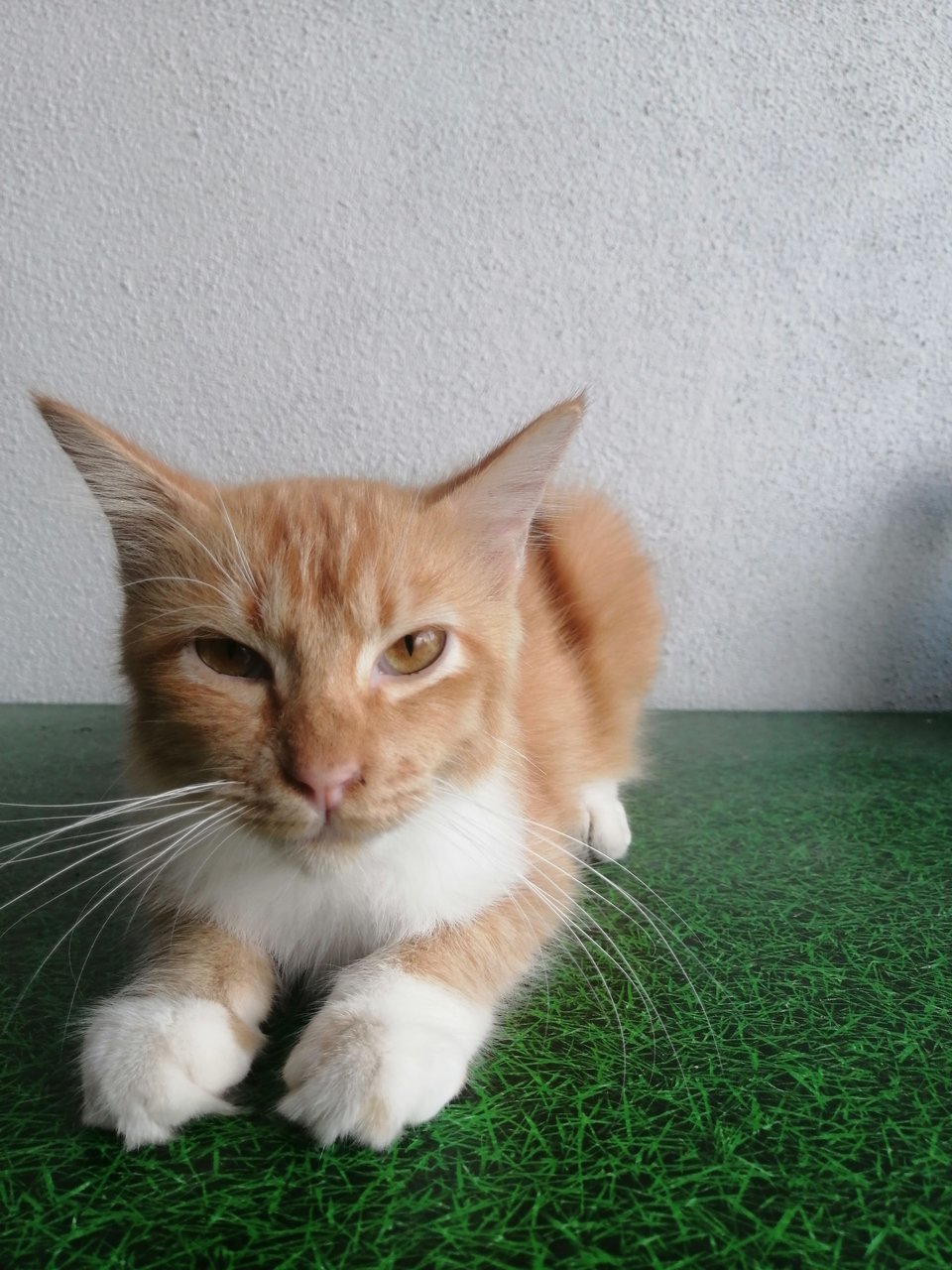 Oyen  - Domestic Short Hair Cat