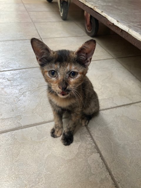 Sylvie &amp; Sis  - Tortoiseshell Cat