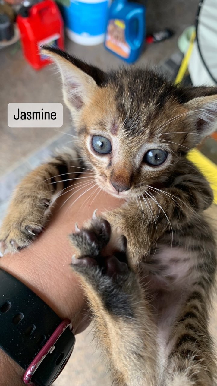 Jasmine - Domestic Short Hair Cat