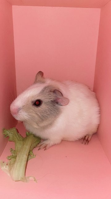 Bugsy And Once - Guinea Pig Small & Furry