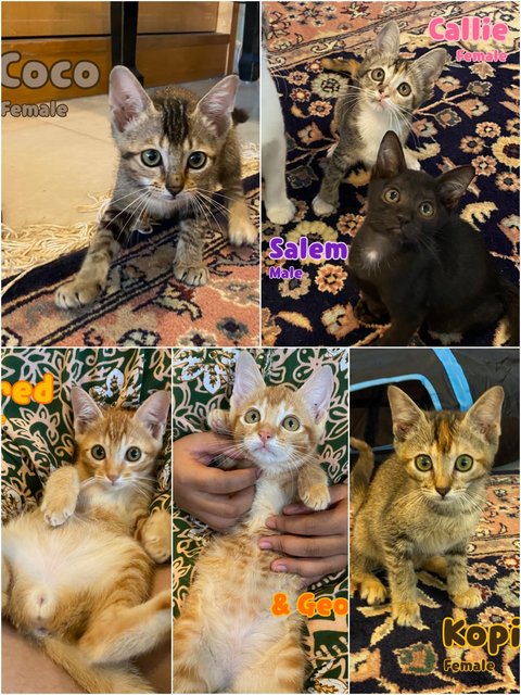 6 Kittens - Domestic Short Hair + Domestic Medium Hair Cat