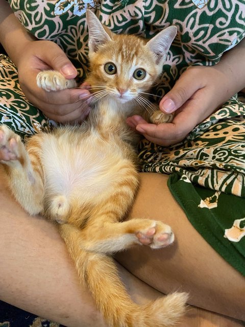 6 Kittens - Domestic Short Hair + Domestic Medium Hair Cat