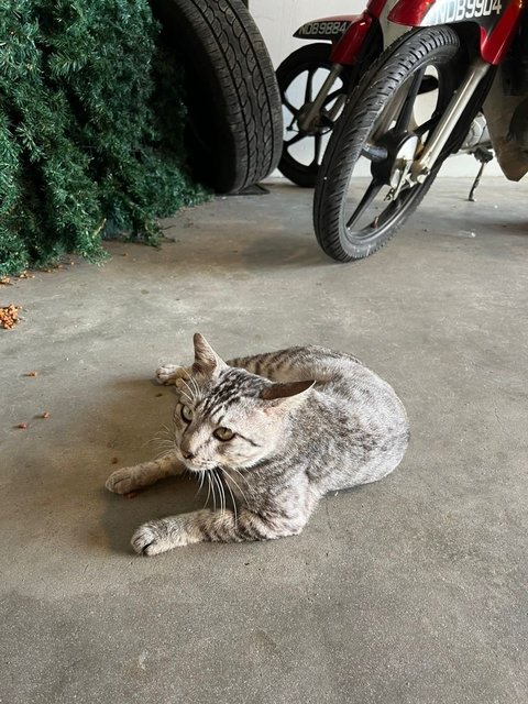 Tommy - Domestic Short Hair Cat