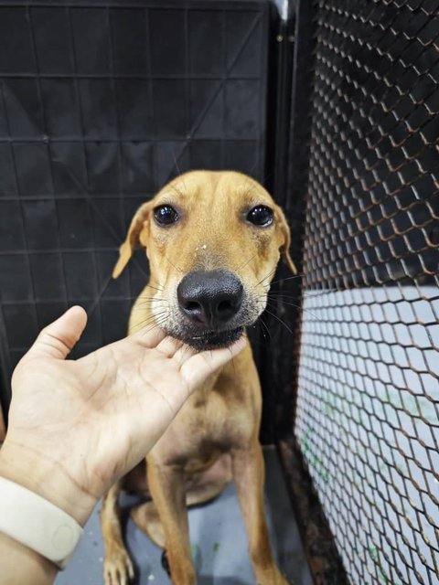 Angel Pup  - Mixed Breed Dog