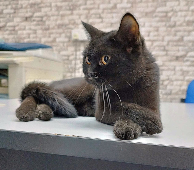 Jiji 吉吉 - Domestic Short Hair Cat