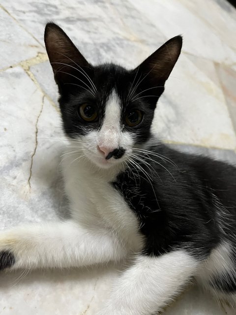 Sylvester  - Domestic Short Hair Cat