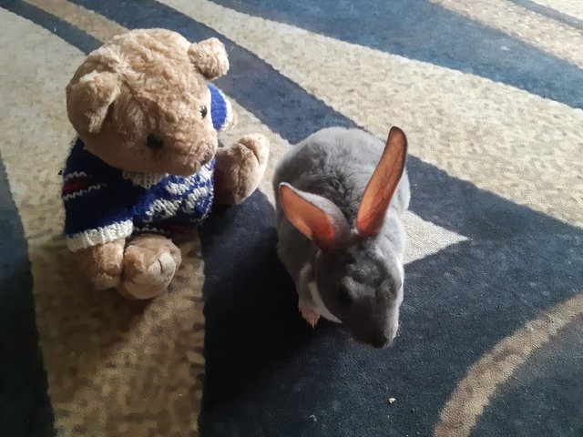 Nikko  - Mini Rex Rabbit