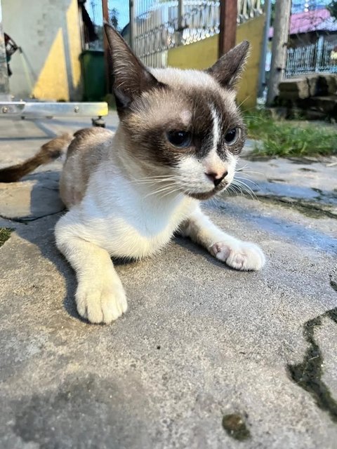 Limpy - Domestic Short Hair Cat