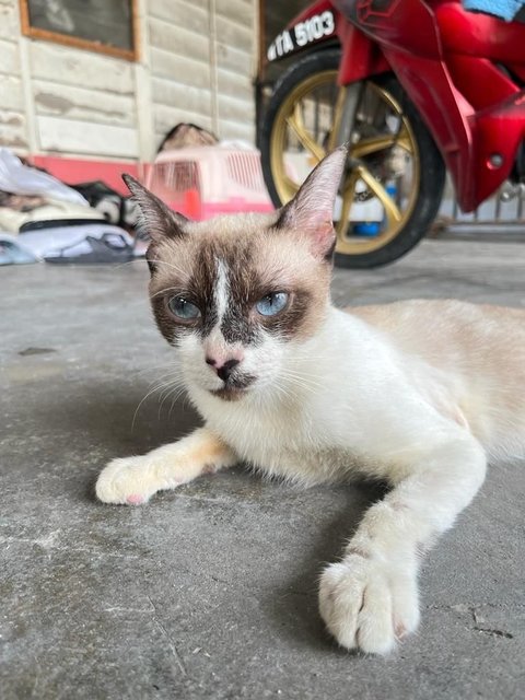 Limpy - Domestic Short Hair Cat