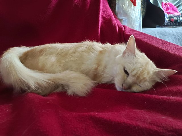 Princess And (Mongkok - Adopted) - Persian + Turkish Van Cat