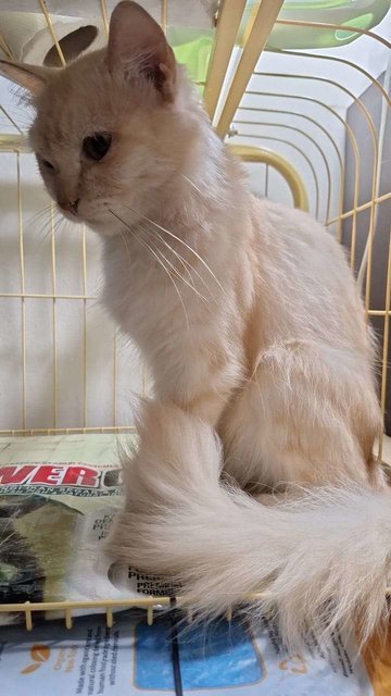 Princess And (Mongkok - Adopted) - Persian + Turkish Van Cat