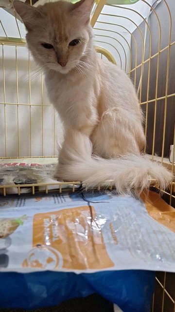 Princess And (Mongkok - Adopted) - Persian + Turkish Van Cat