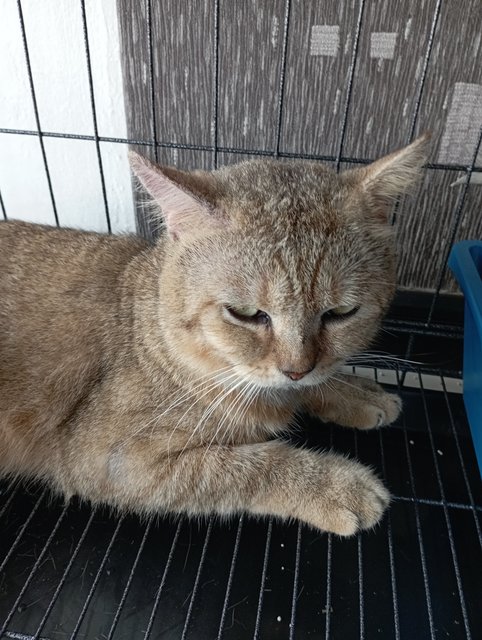 Chiko - British Shorthair Cat